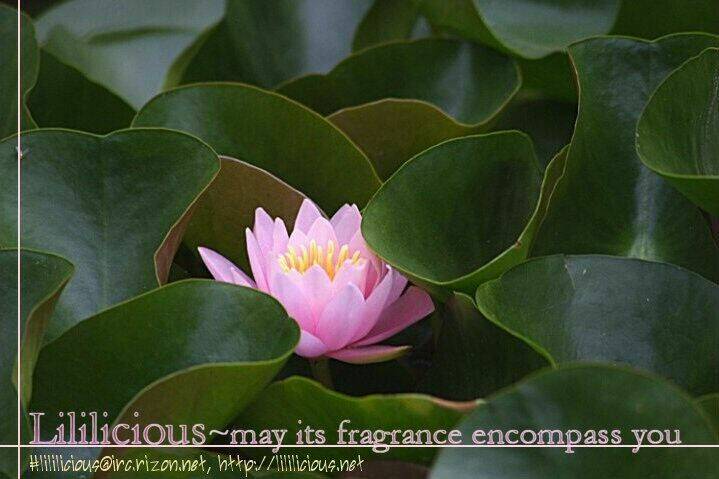 Strawberry Shake Sweet Chapter 5 - Trang 21