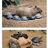 Đã Lâu Không Gặp - Chapter 56 - Page 27