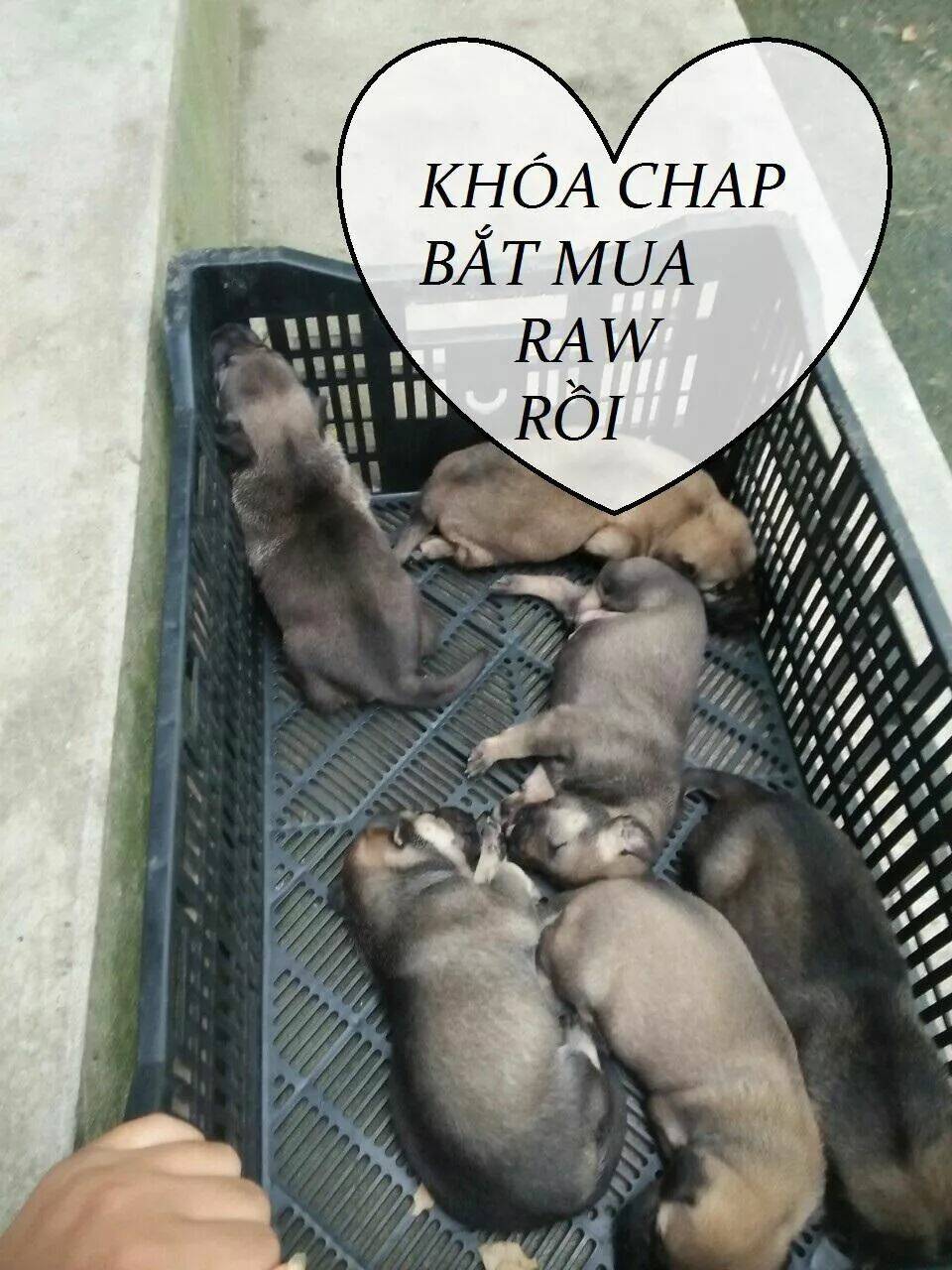 Tuyệt Sắc Quyến Rũ Quỷ Y Chí Tôn - Chapter 82 - Page 49