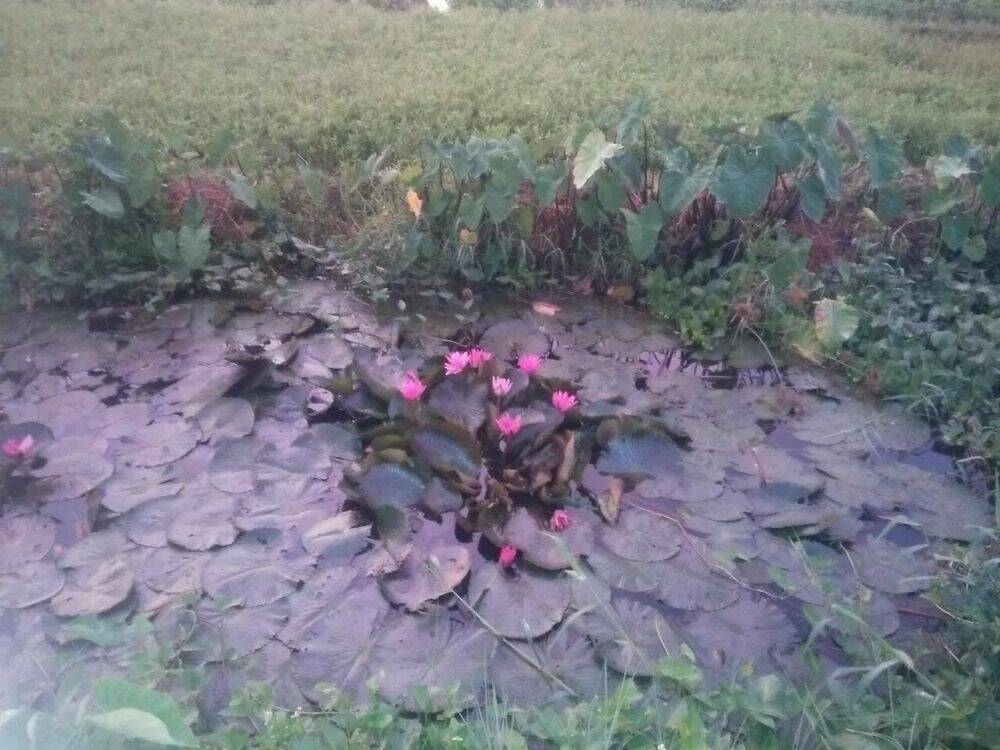 Tuyệt Sắc Quyến Rũ Quỷ Y Chí Tôn - Chapter 94 - Page 37