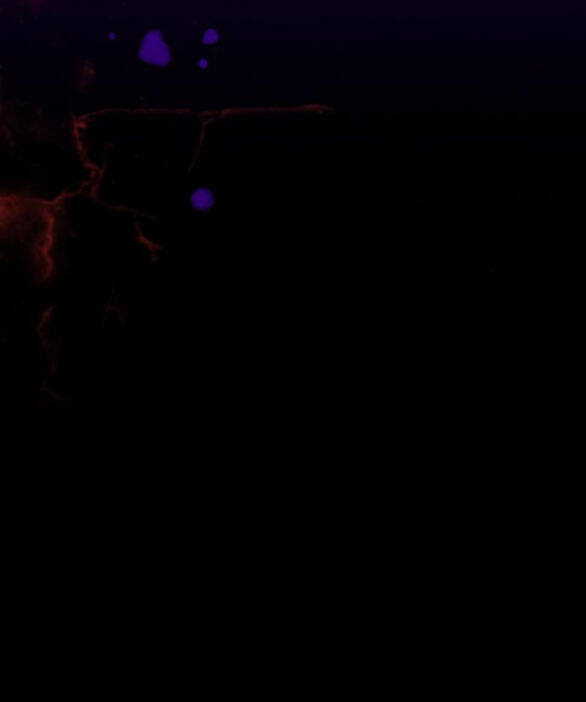 Serena - Chapter 41.2 - Page 25