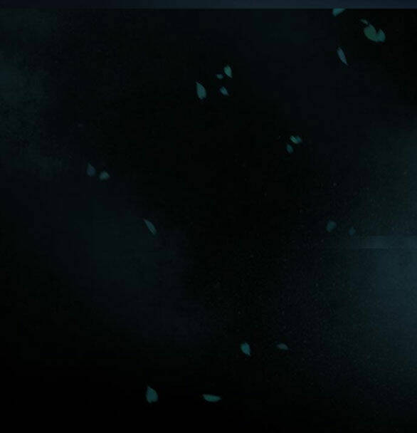 Serena - Chapter 42.1 - Page 74