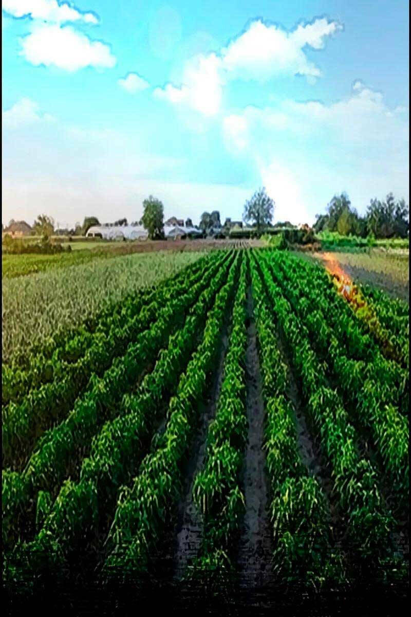 Thể Thao Cực Hạn - Chapter 463.5 - Page 12