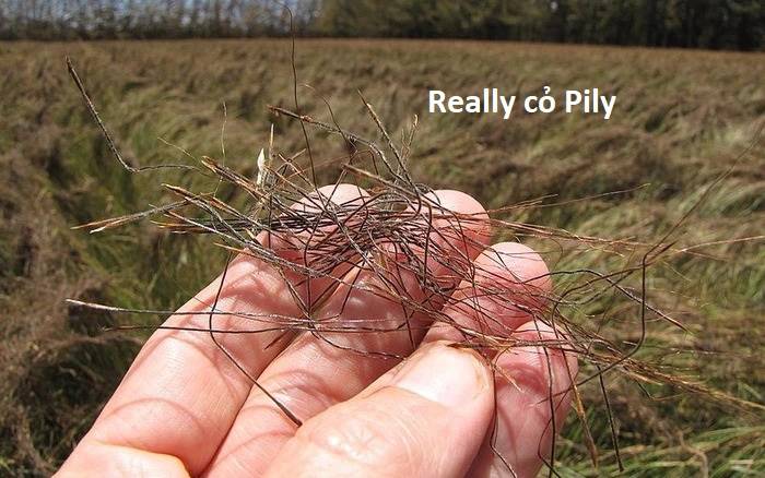 Hổ Đến Chơi Nhà - Chapter 84 - Page 92