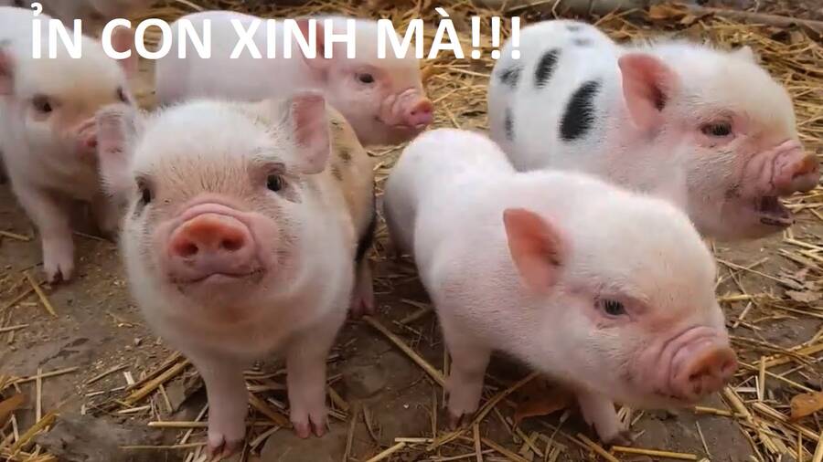 Hổ Đến Chơi Nhà - Chapter 88 - Page 63