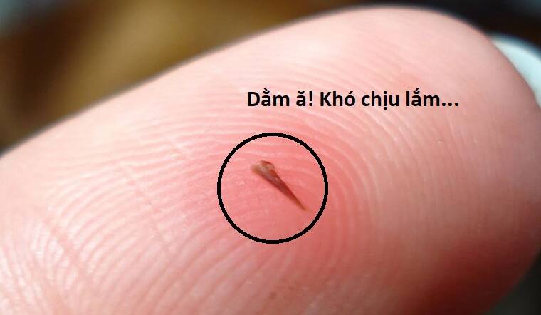 Hổ Đến Chơi Nhà - Chapter 92 - Page 78