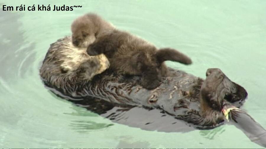 Hổ Đến Chơi Nhà - Chapter 93 - Page 68