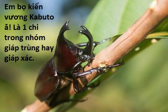 Ngay cả khi hậu tận thế thật hạnh phúc vẫn còn được sống... - Chapter 41.2 - Page 13