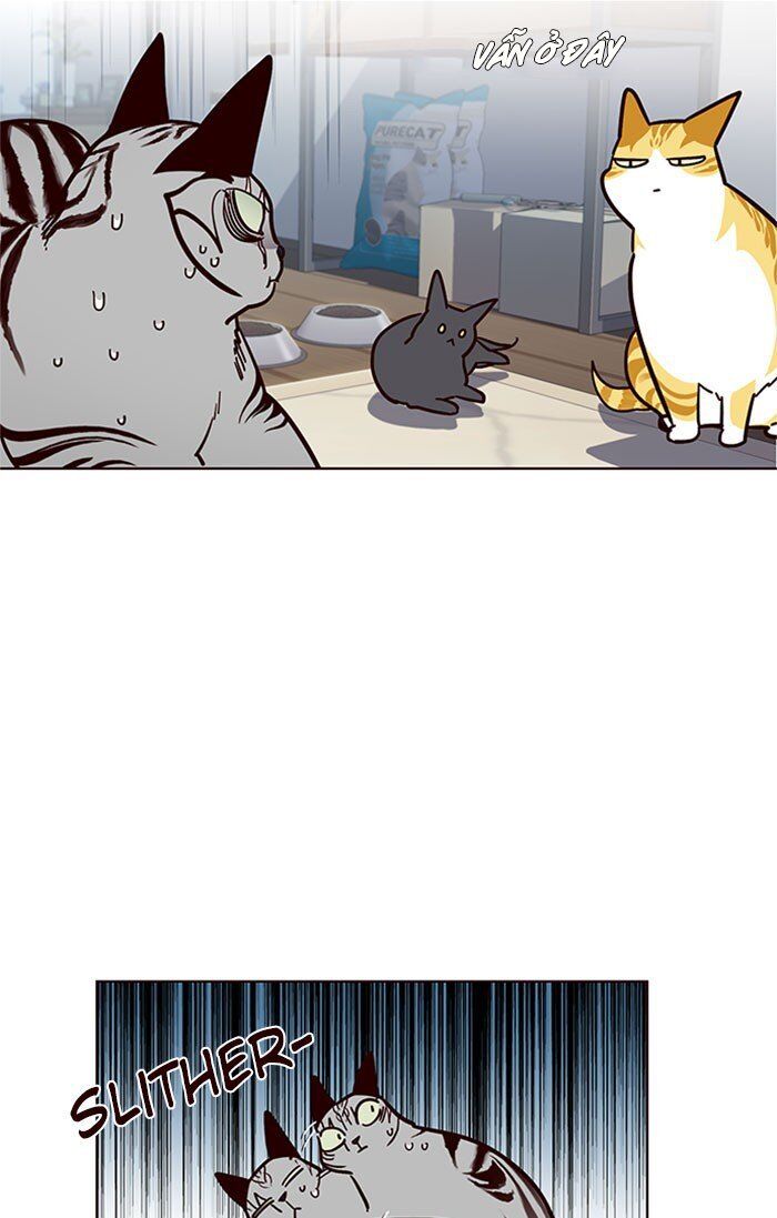 Hoá Thân Thành Mèo - Chapter 37 - Page 42