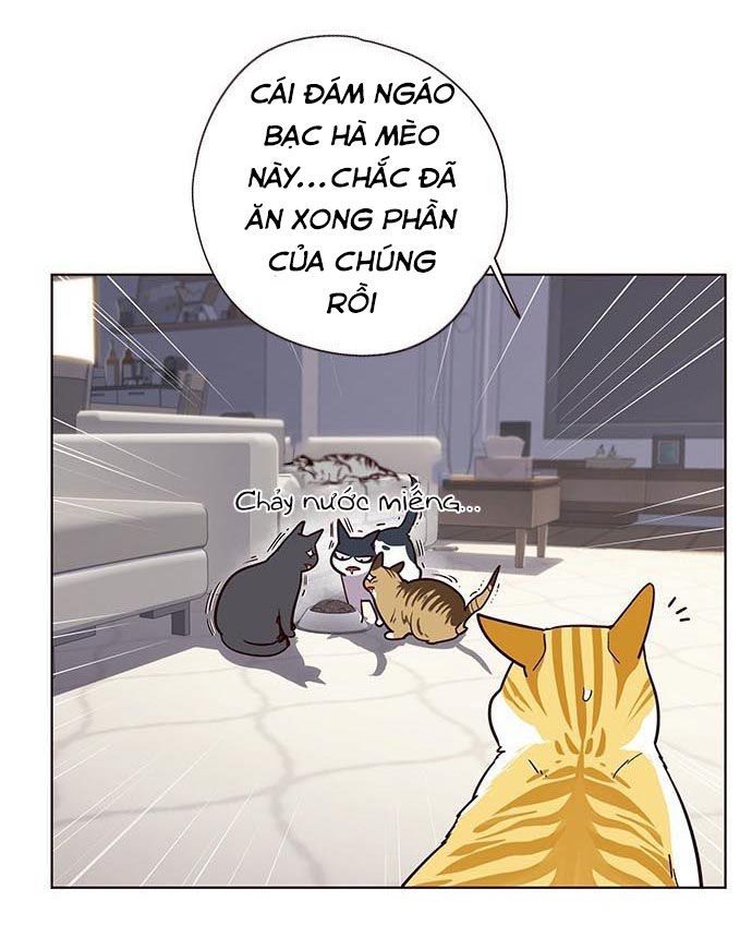Hoá Thân Thành Mèo - Chapter 9 - Page 33