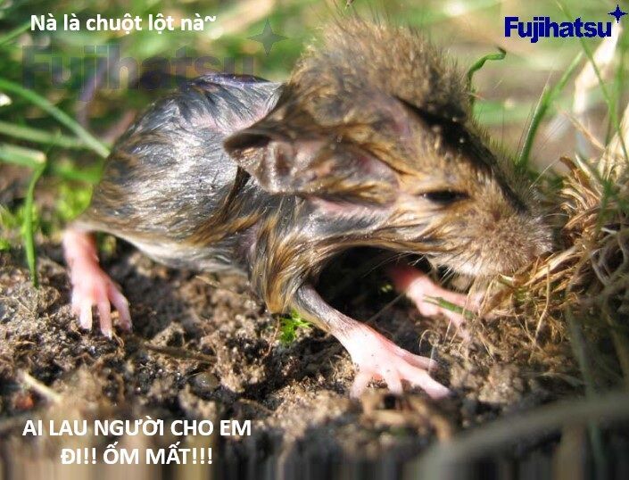 Hổ Đến Chơi Nhà - Chapter 128 - Page 99