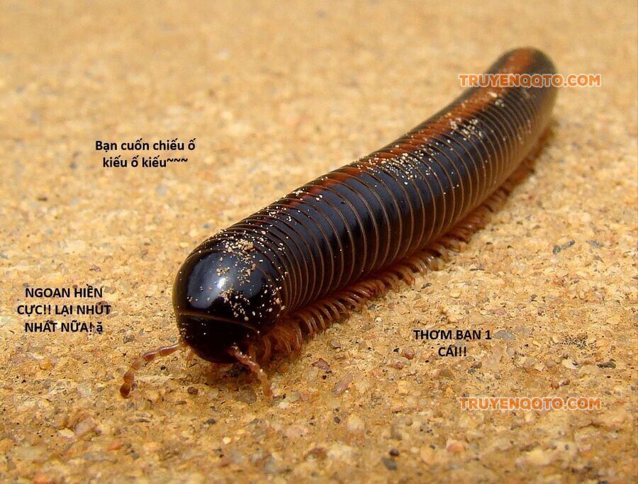 Hổ Đến Chơi Nhà - Chapter 130 - Page 109