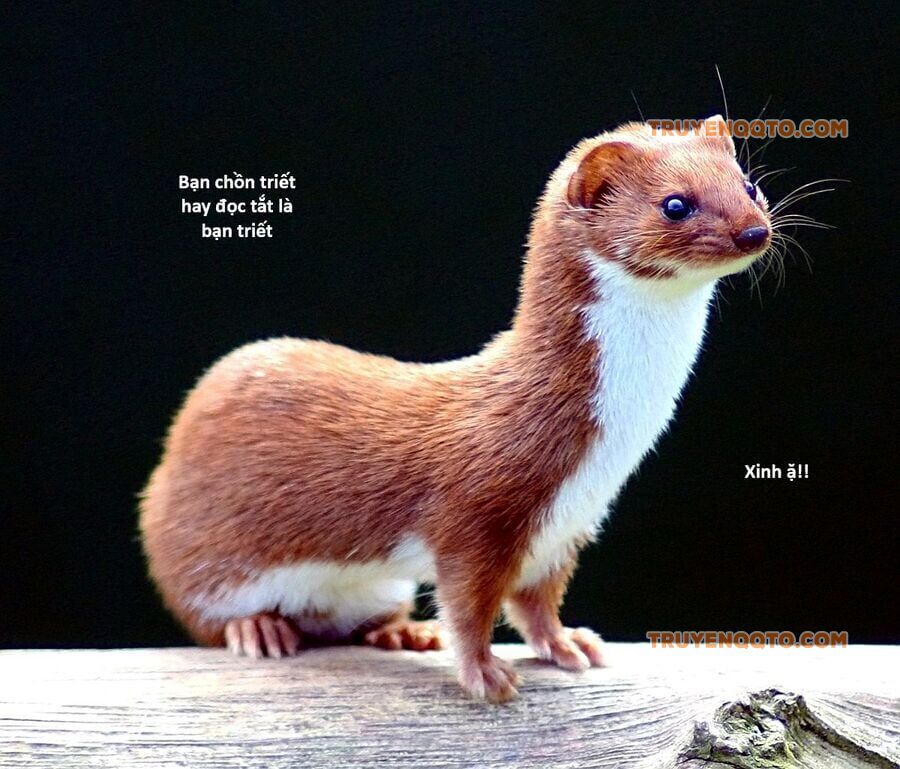 Hổ Đến Chơi Nhà - Chapter 130 - Page 112