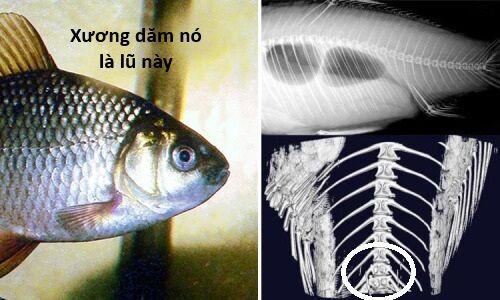 Hổ Đến Chơi Nhà - Chapter 136 - Page 59