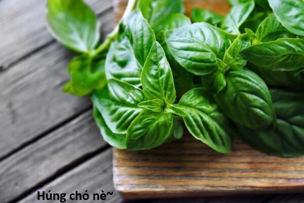 Hổ Đến Chơi Nhà - Chapter 138 - Page 103