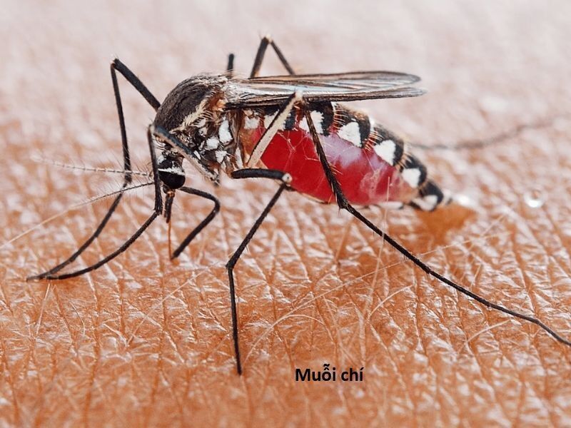 Hổ Đến Chơi Nhà - Chapter 144 - Page 64