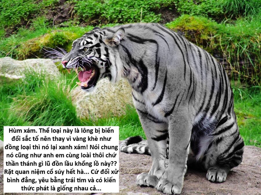 Hổ Đến Chơi Nhà - Chapter 147 - Page 58