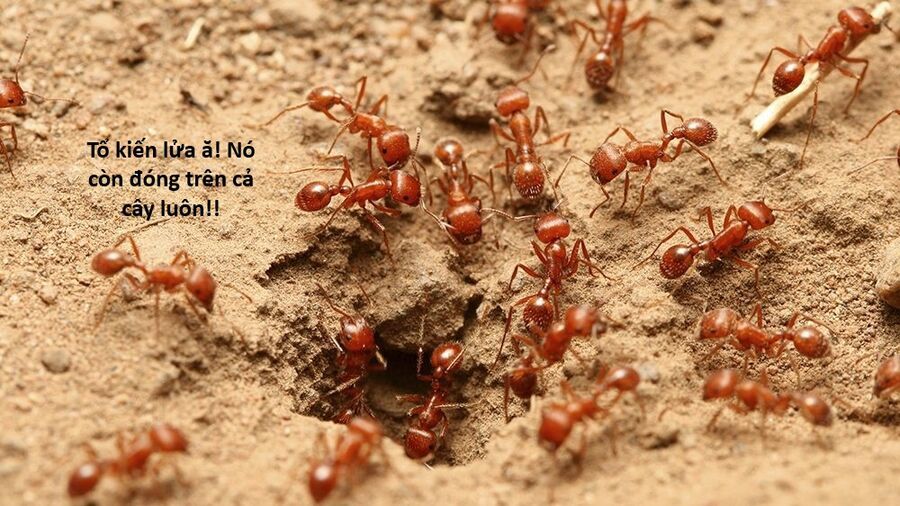 Hổ Đến Chơi Nhà - Chapter 159 - Page 13