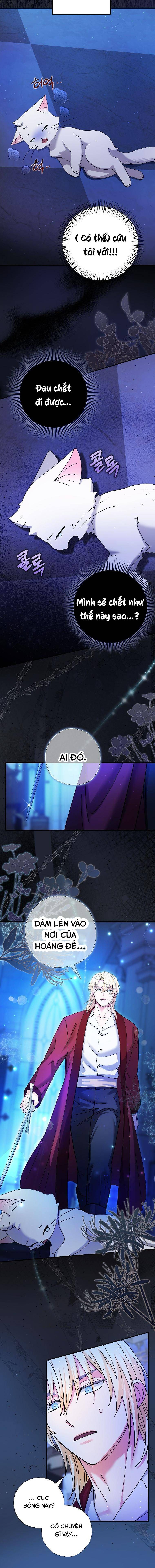 Trở Thành Miêu Nữ Của Hoàng Đế - Chapter 4 - Page 8