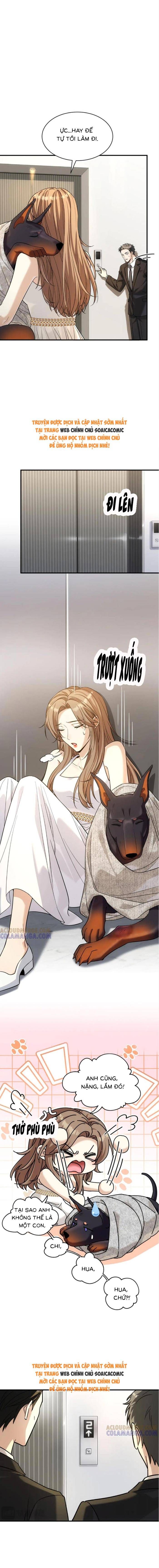 Tổng Tài Chó - Chapter 42 - Page 8