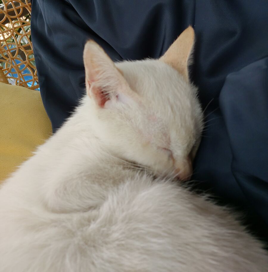 Thiên Sứ Nhà Bên - Chapter 25.1 - Page 12